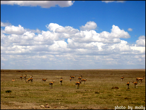 초원에는 토피, 임팔라, 딕딕을 비롯한 초식동물들이 많다. 톰슨가젤(Thomson's gazelle)들이 경계의 눈빛으로 쳐다보고 있다. 